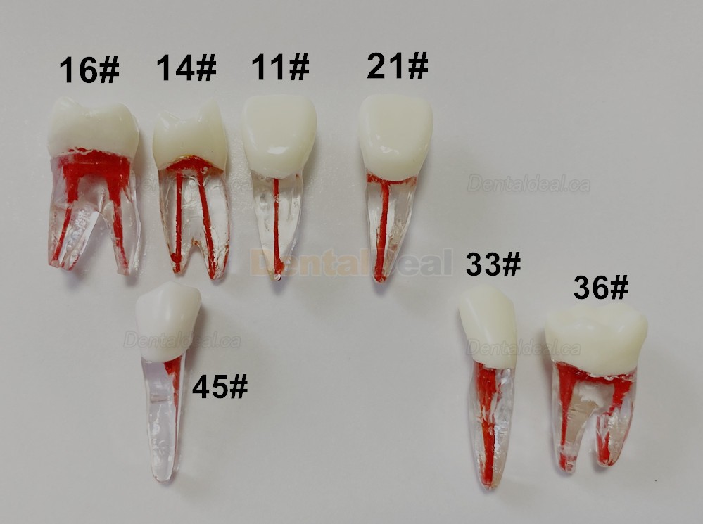 Dental Teeth Practice Model Endo File Molar Upper Lower Tooth Premolar Root 2/3-Rooted Canal